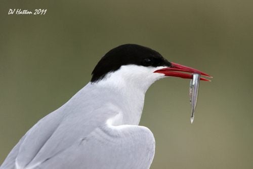 นกนางนวลอาร์กติก (Arctictern)