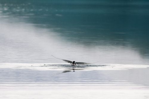 นกนางนวลอาร์กติก (Arctictern)