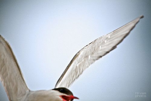 นกนางนวลอาร์กติก (Arctictern)