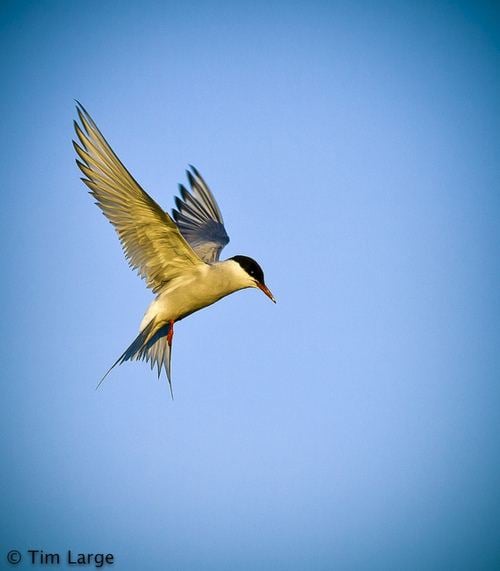 นกนางนวลอาร์กติก (Arctictern)