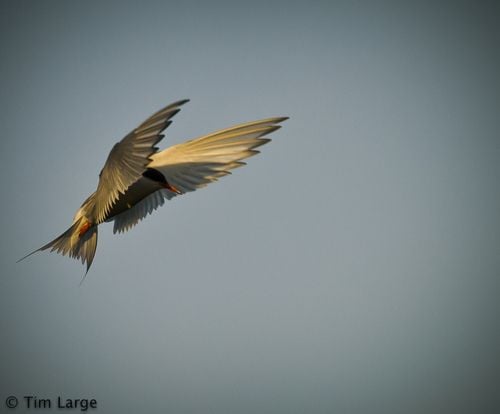 นกนางนวลอาร์กติก (Arctictern)