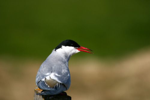 นกนางนวลอาร์กติก (Arctictern)