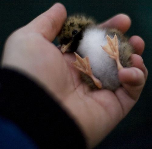 นกนางนวลอาร์กติก (Arctictern)