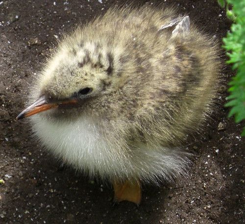 นกนางนวลอาร์กติก (Arctictern)