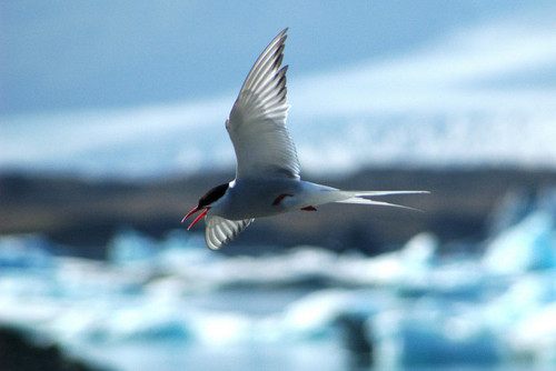 นกนางนวลอาร์กติก (Arctictern)