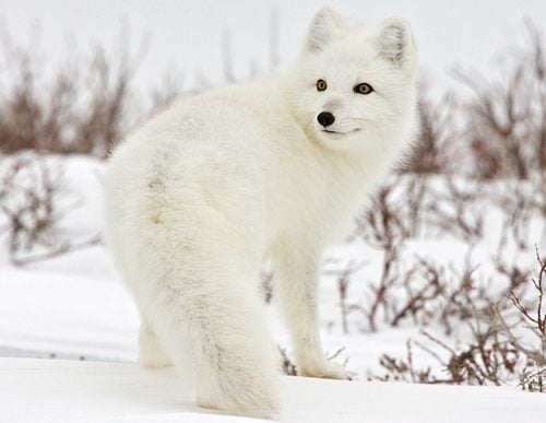 หมาจิ้งจอกอาร์กติก (Arctic fox)