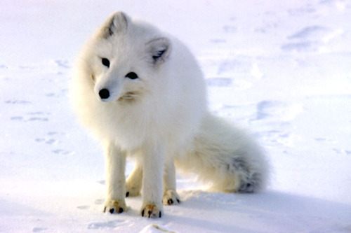 หมาจิ้งจอกอาร์กติก (Arctic fox)