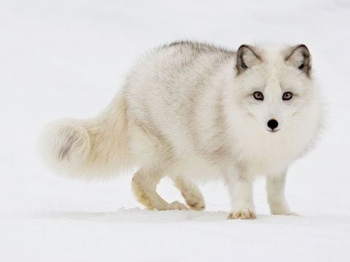 หมาจิ้งจอกอาร์กติก (Arctic fox)