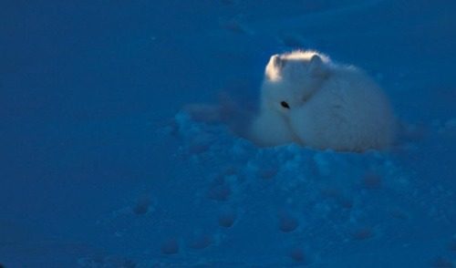 หมาจิ้งจอกอาร์กติก (Arctic fox)