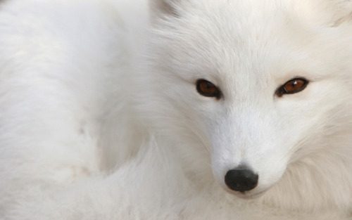 หมาจิ้งจอกอาร์กติก (Arctic fox)