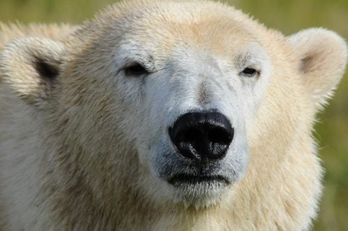 หมีขั้วโลก (polar bear)