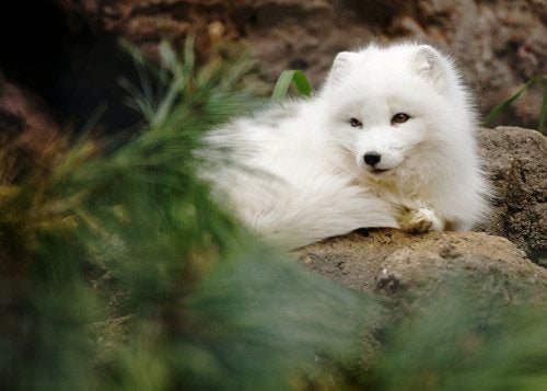 หมาจิ้งจอกอาร์กติก (Arctic fox)