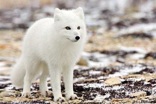 หมาจิ้งจอกอาร์กติก (Arctic fox)