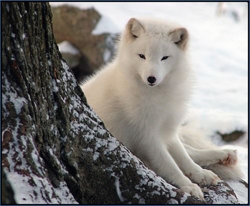 หมาจิ้งจอกอาร์กติก (Arctic fox)