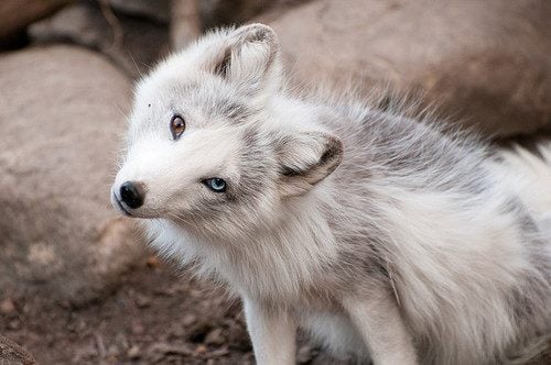 หมาจิ้งจอกอาร์กติก (Arctic fox)