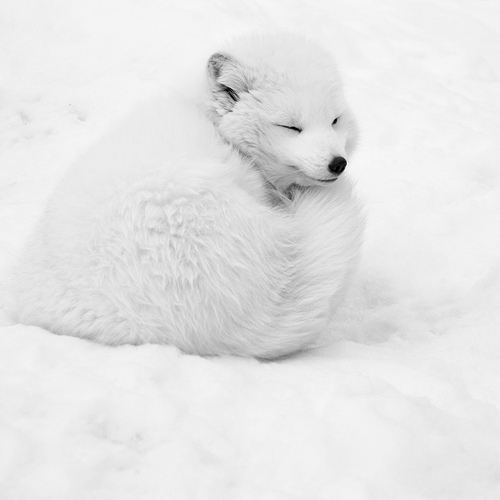 หมาจิ้งจอกอาร์กติก (Arctic fox)