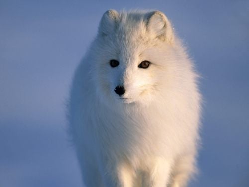 หมาจิ้งจอกอาร์กติก (Arctic fox)