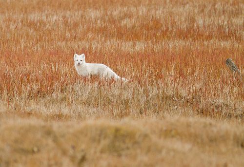 หมาจิ้งจอกอาร์กติก (Arctic fox)