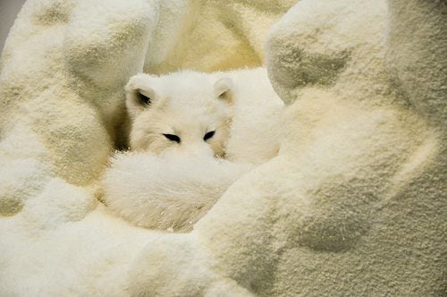 หมาจิ้งจอกอาร์กติก (Arctic fox)