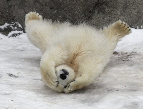 หมีขั้วโลก (polar bear)