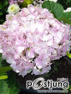 ไฮเดรนเยีย ดอกไม้แห่งความเย็นชา เหงาๆวันฝนตกกันครับ~
