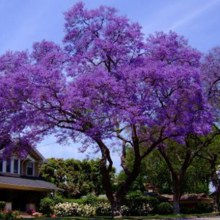 Jacaranda  สีม่วงผู้บอบบาง