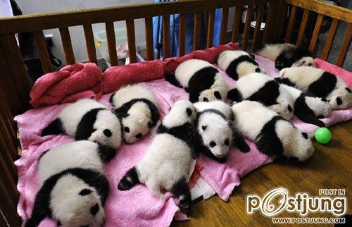 น่ารักน่าชัง! ลูกหมีแพนด้า ในศูนย์ขยายพันธุ์ที่จีน