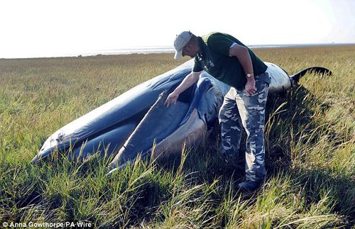 พบ วาฬจำนวนมาก เกยตื้น ตามชายฝั่งในอังกฤษ