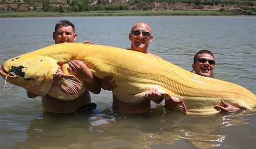 นักตกปลา โชว์ภาพ ปลาดุกเผือกยักษ์ ที่แม่น้ำประเทศสเปน