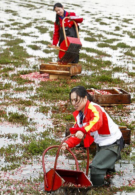 มาดูวิธีเก็บเกี่ยว แครนเบอร์รี่ ผลไม้สีแดงสดกัน