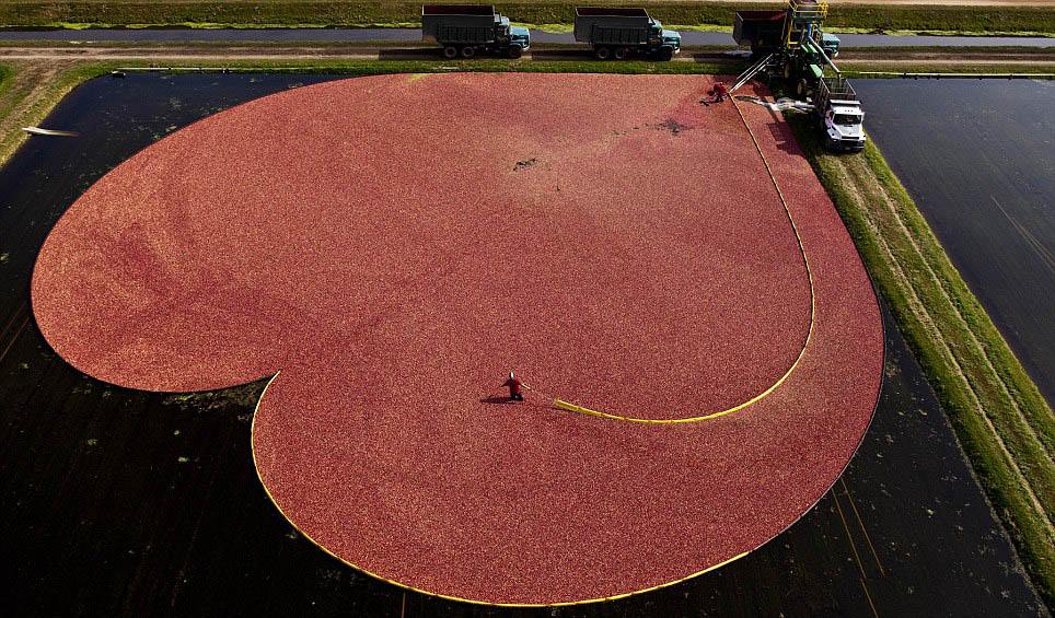 มาดูวิธีเก็บเกี่ยว แครนเบอร์รี่ ผลไม้สีแดงสดกัน