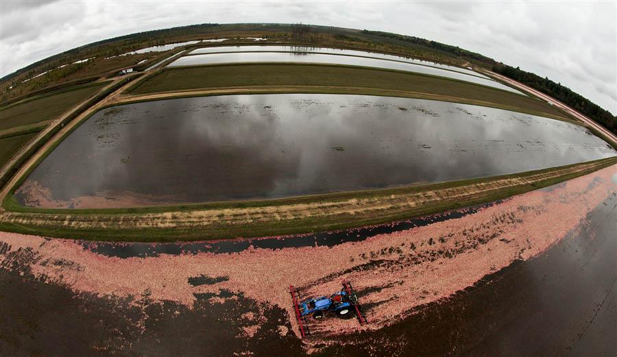 มาดูวิธีเก็บเกี่ยว แครนเบอร์รี่ ผลไม้สีแดงสดกัน