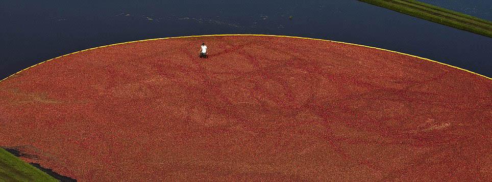 มาดูวิธีเก็บเกี่ยว แครนเบอร์รี่ ผลไม้สีแดงสดกัน