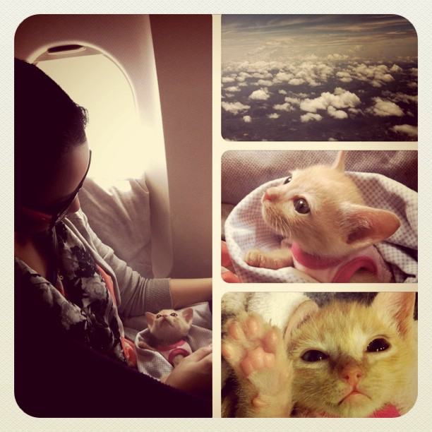 จั๊กจั่น & น้องแมวเหมียว