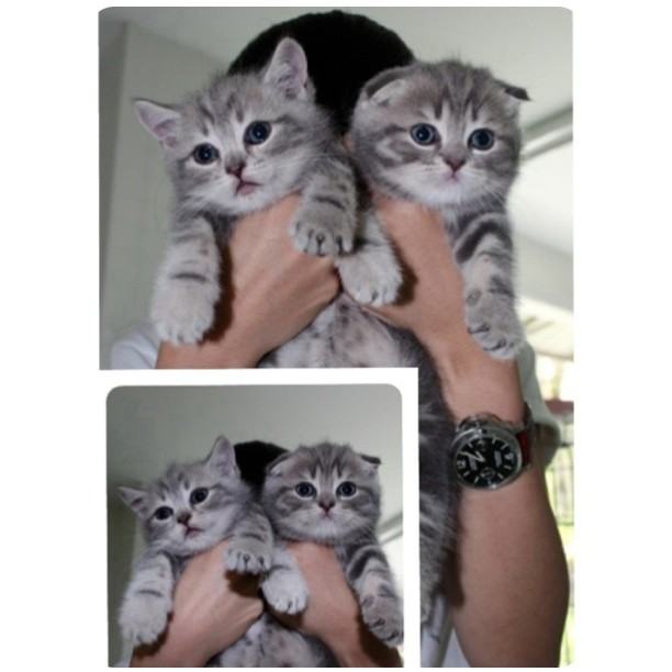 จั๊กจั่น & น้องแมวเหมียว