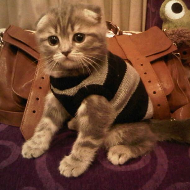 จั๊กจั่น & น้องแมวเหมียว