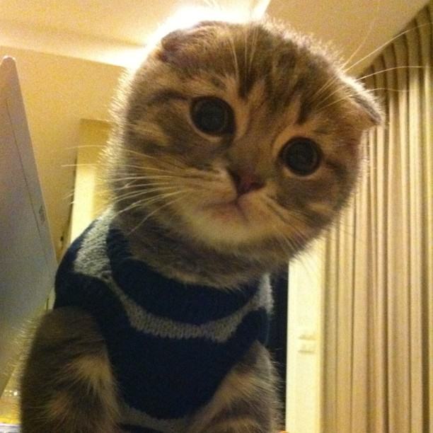 จั๊กจั่น & น้องแมวเหมียว