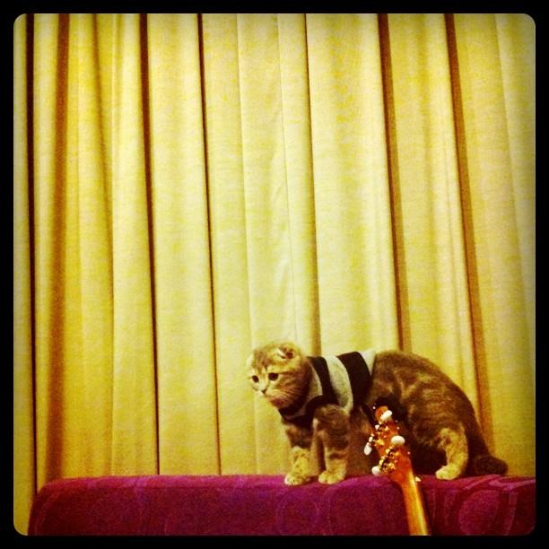 จั๊กจั่น & น้องแมวเหมียว