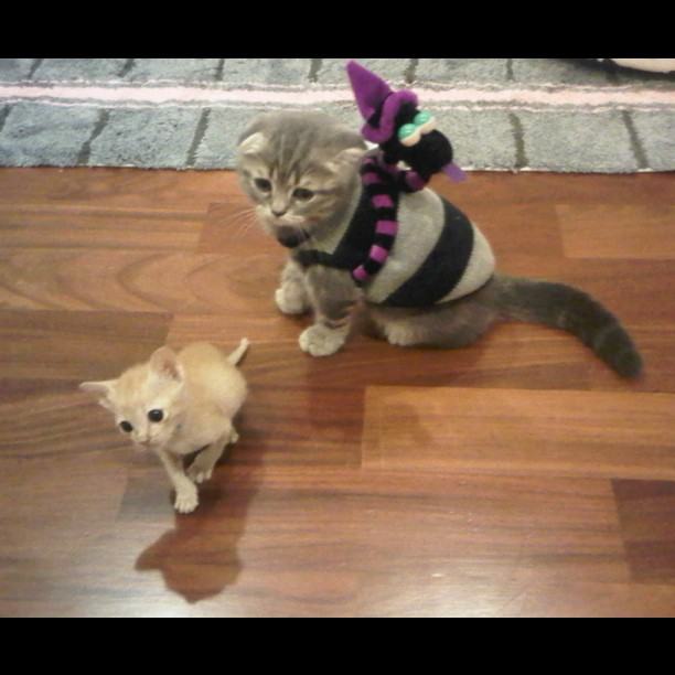 จั๊กจั่น & น้องแมวเหมียว