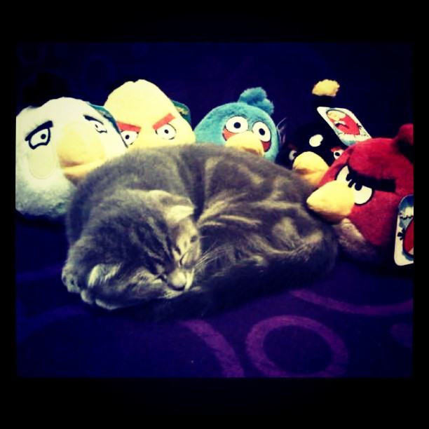 จั๊กจั่น & น้องแมวเหมียว