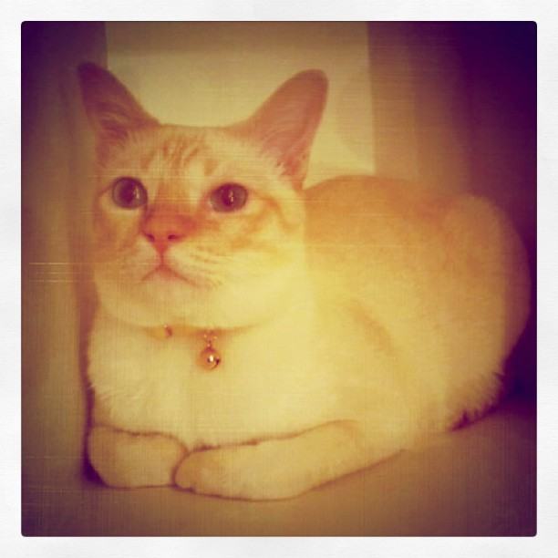 จั๊กจั่น & น้องแมวเหมียว