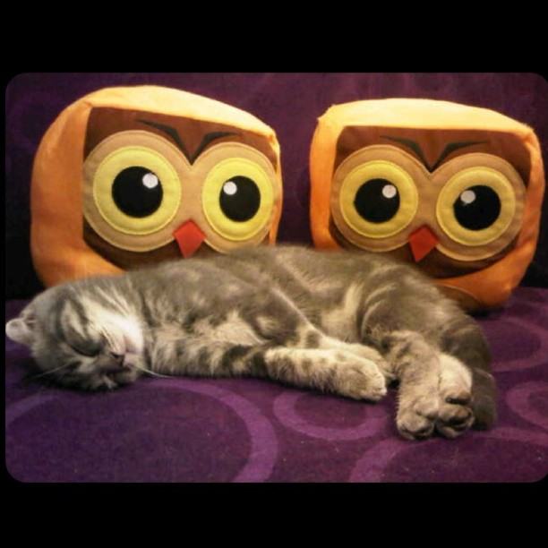 จั๊กจั่น & น้องแมวเหมียว