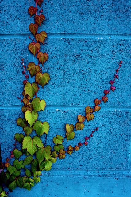 ภาพสวยๆ ของ "กำแพง ก้อนหิน ประตูและดอกไม้"