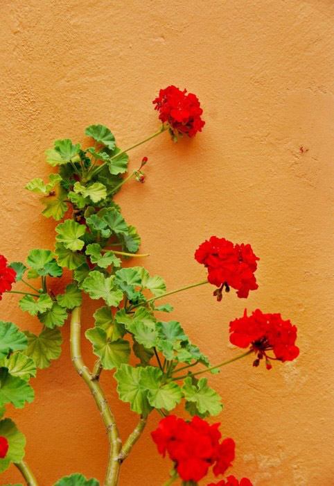 ภาพสวยๆ ของ "กำแพง ก้อนหิน ประตูและดอกไม้"