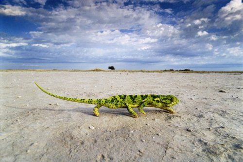 กิ้งก่าคาเมเลี่ยนจิ๋วน่ารักเเห่งดินเเดนมาดาร์กัสการ์