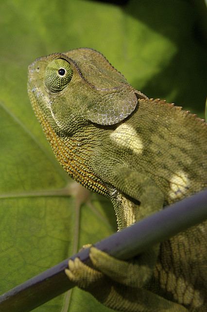 กิ้งก่าคาเมเลี่ยนจิ๋วน่ารักเเห่งดินเเดนมาดาร์กัสการ์