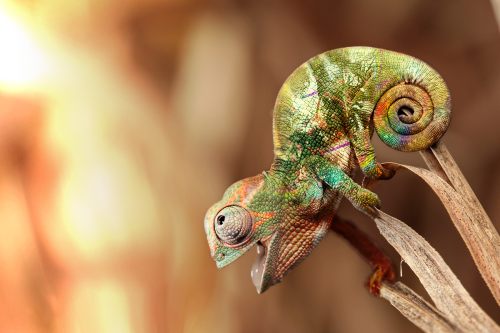 กิ้งก่าคาเมเลี่ยนจิ๋วน่ารักเเห่งดินเเดนมาดาร์กัสการ์