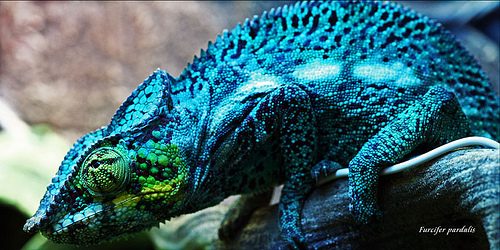 กิ้งก่าคาเมเลี่ยนจิ๋วน่ารักเเห่งดินเเดนมาดาร์กัสการ์