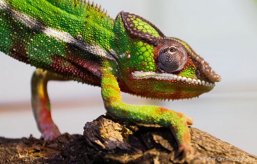 กิ้งก่าคาเมเลี่ยนจิ๋วน่ารักเเห่งดินเเดนมาดาร์กัสการ์