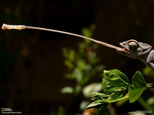 กิ้งก่าคาเมเลี่ยนจิ๋วน่ารักเเห่งดินเเดนมาดาร์กัสการ์